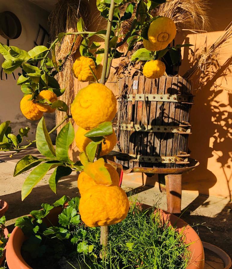 Agriturismo Il Paradiso イグレージアス エクステリア 写真