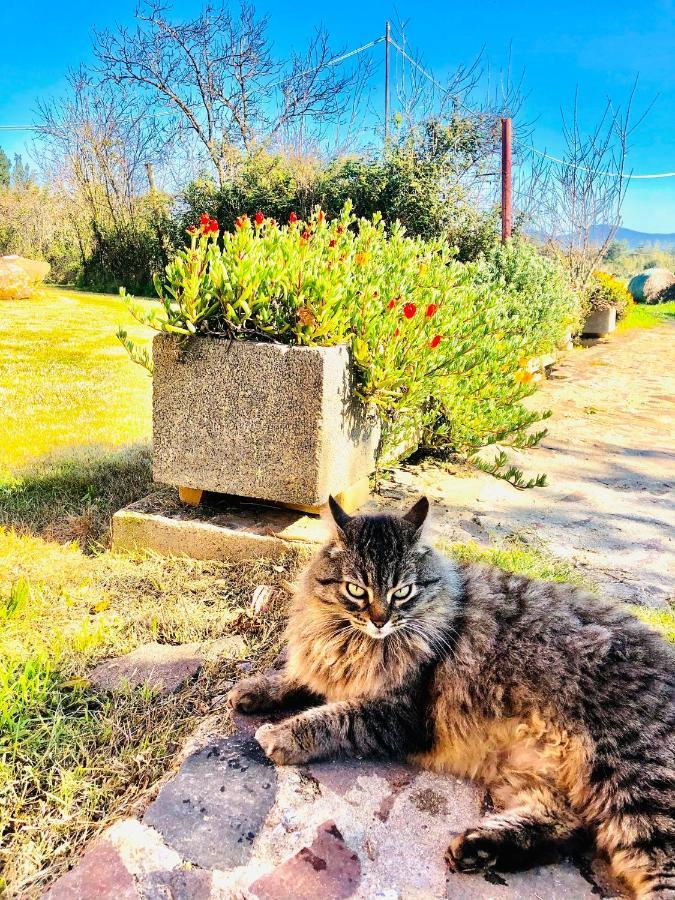 Agriturismo Il Paradiso イグレージアス エクステリア 写真